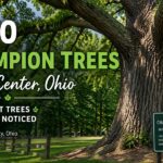Ohio Champion Trees Lewis Center Ohio: The Tallest Trees You Never Noticed