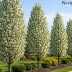 Navigator Pear: Why So Many Gardeners Love It