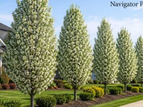 Navigator Pear: Why So Many Gardeners Love It