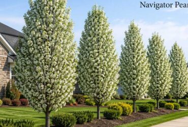 Navigator Pear: Why So Many Gardeners Love It
