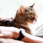 Senior Cat Ownership