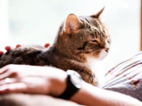 Senior Cat Ownership