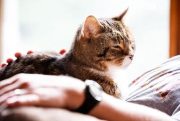 Senior Cat Ownership