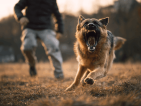 What an Oxnard Personal Injury Lawyer Can Get You After a Dog Bite