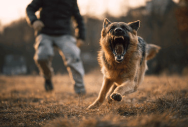 What an Oxnard Personal Injury Lawyer Can Get You After a Dog Bite