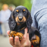 How Much Should a Miniature Dachshund Weigh