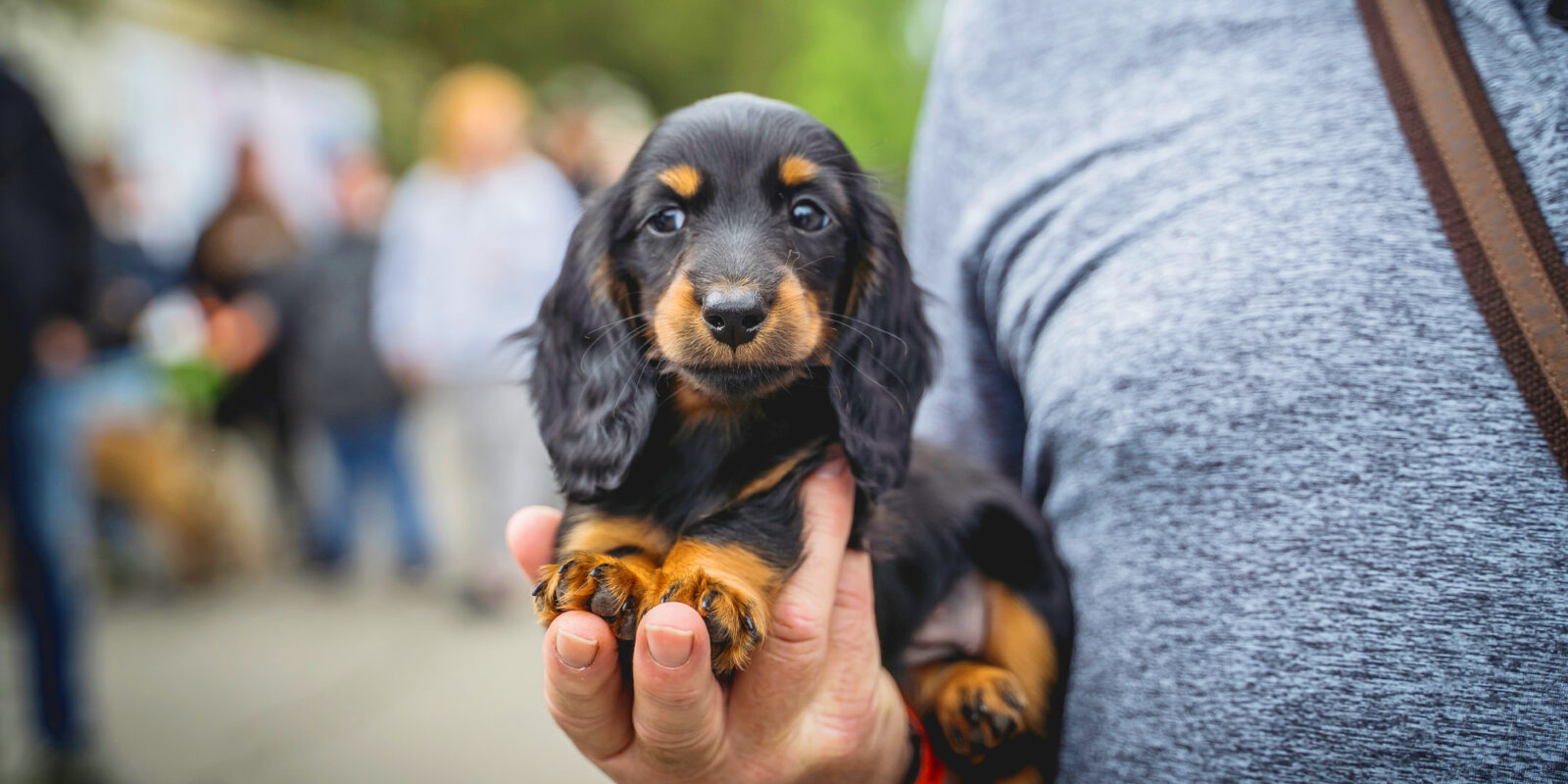 How Much Should a Miniature Dachshund Weigh