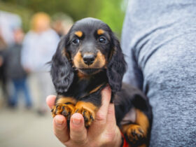 How Much Should a Miniature Dachshund Weigh