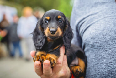 How Much Should a Miniature Dachshund Weigh