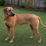 Rhodesian Ridgeback Insurance Guide: Health Risks, Eligibility and Long-Term Cover