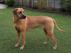 Rhodesian Ridgeback Insurance Guide: Health Risks, Eligibility and Long-Term Cover