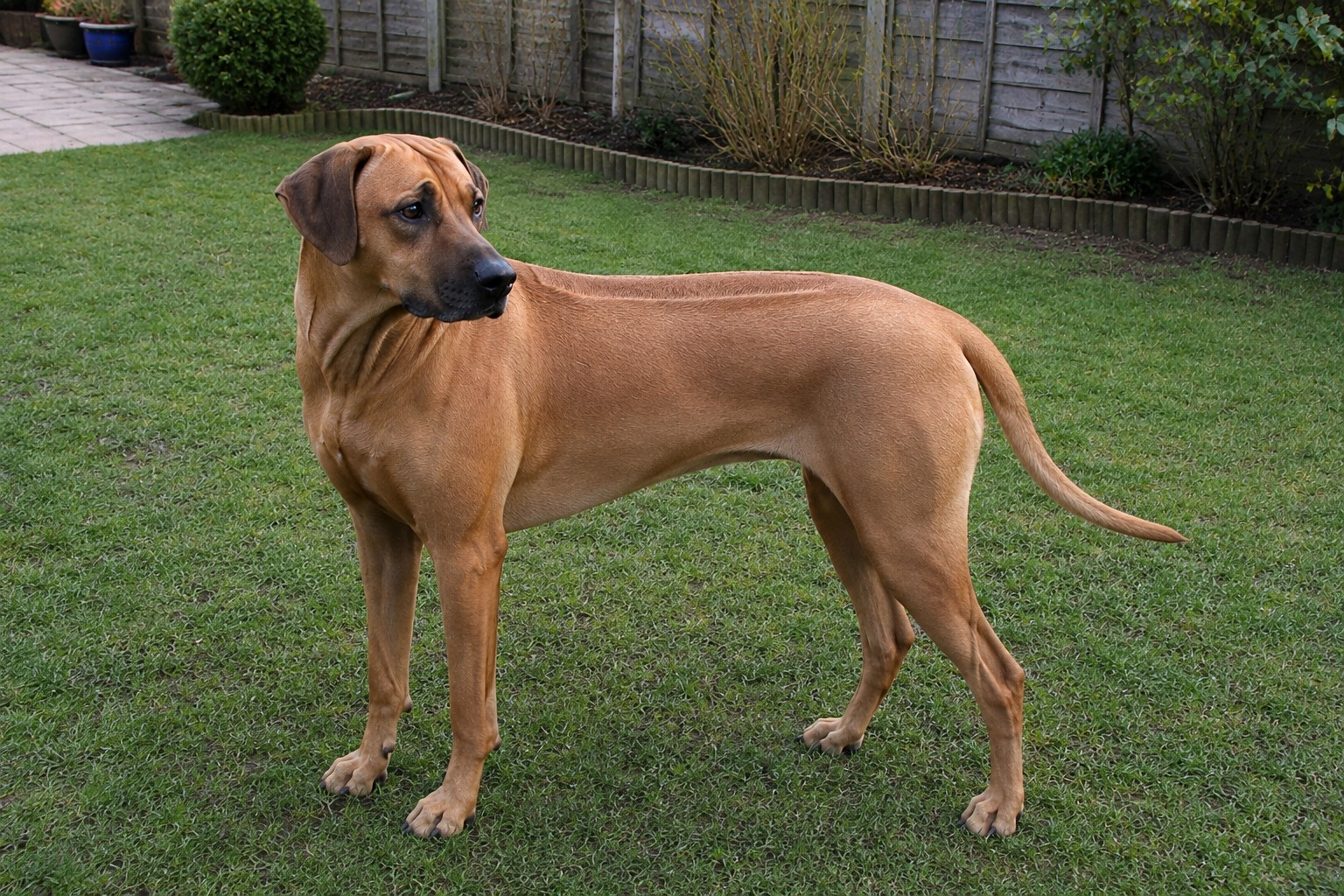 Rhodesian Ridgeback Insurance Guide: Health Risks, Eligibility and Long-Term Cover